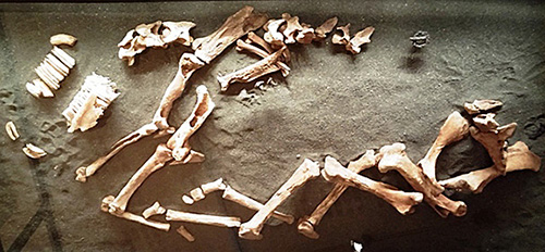 Iceland, early horse burial