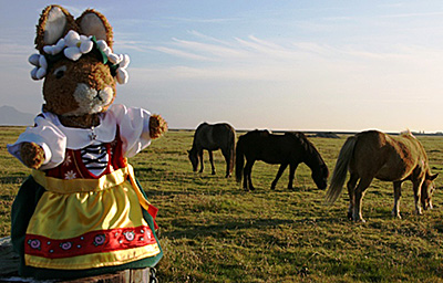 Iceland horses with author's mascot Truffles