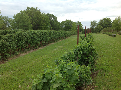 Ontario berry farm