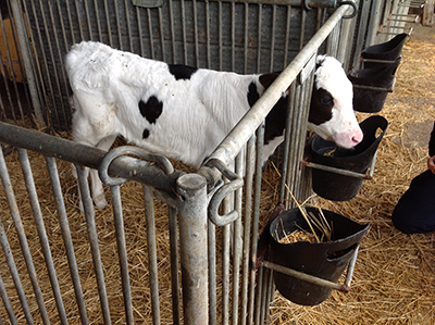 Traynor Farms calf