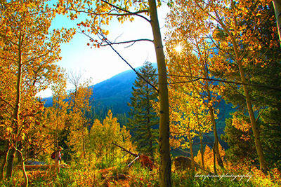 Jackson Hole fal leaves