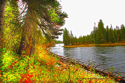 Teton Valley rriver bank