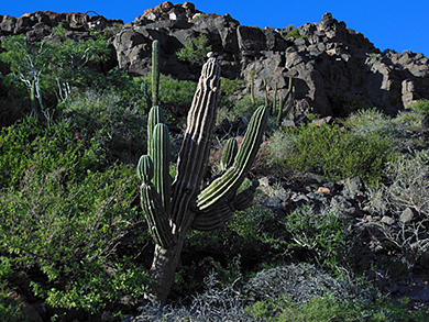 Cactus on Espiritu Island