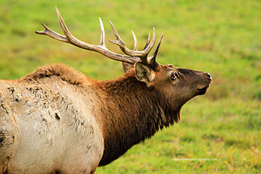 Oregon Dean elk preserve