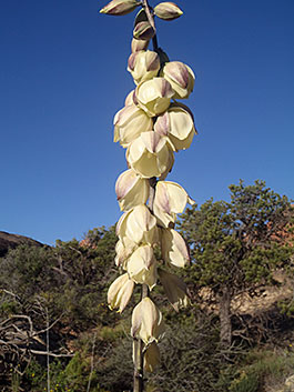 Canyonlands blooming yucca plant