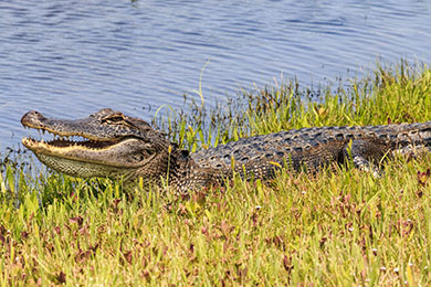 Alligator on Florida shore