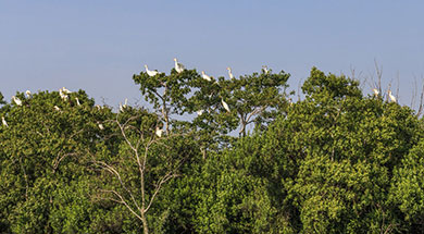 Cattle egrets in trees