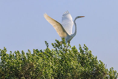 Green egret taking off