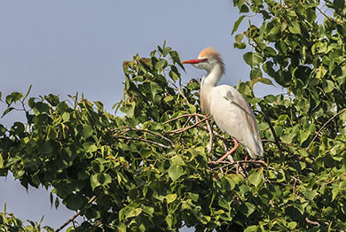 Cattle egret in tree