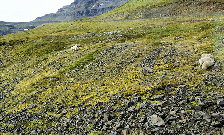 Iceland sheep