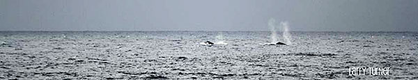 Maui humpbacks blowing