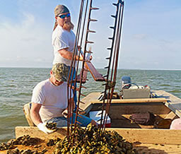 Oyster fisherman on Florida Panhandle