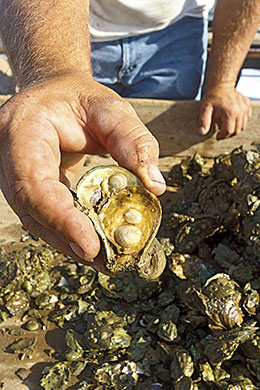 Florida Panhandle oysters