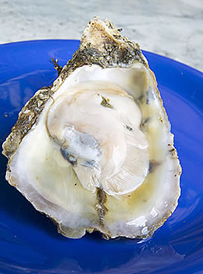 Florida Panhandle raw oyster