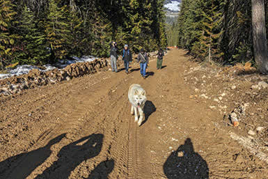 Rescue center wolf walks with visitors