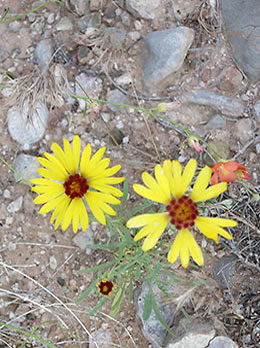 Cataract Canyon flowers