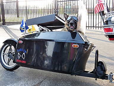 Motorcycle ride dog with goggles in trailer