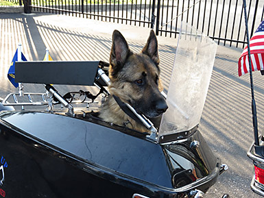 Motorcycle ride trailer with dog passenger