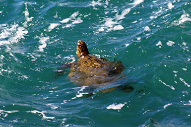 Green sea turtle