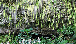 Kauai fern grotto