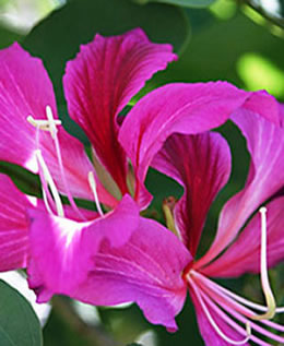 Kauai flora