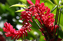 Kauai flora ginger