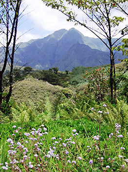 Mount Waialeale