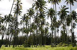 Kauai royal coconut grove