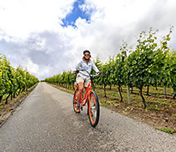 Cycling through Okanagan vineyard