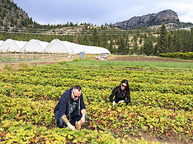 Visitors picking their own strawberries at Covert_Farms
