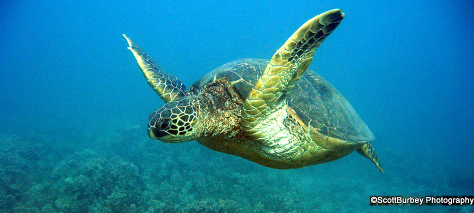 Grreen Sea Turtle