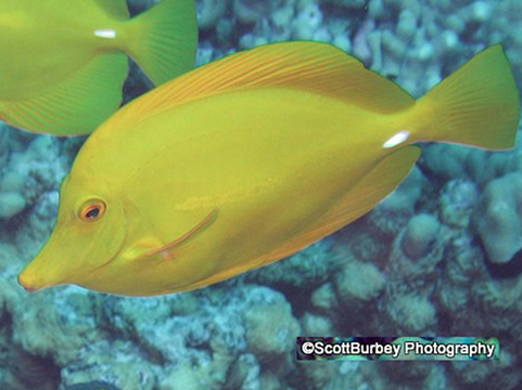 Yellow Tang