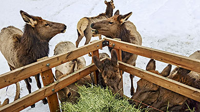 Elk at the feed wagon