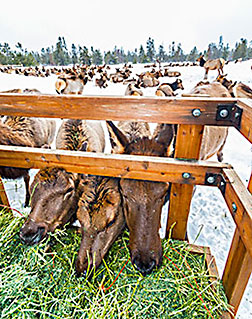 Elk eating hay people are sitting on