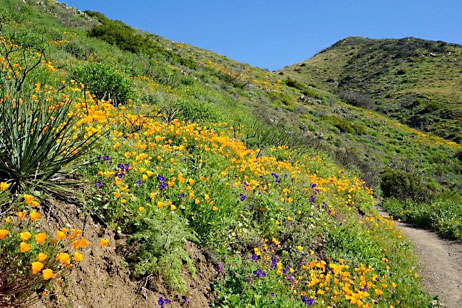 La Jolla Canyon wildflowers