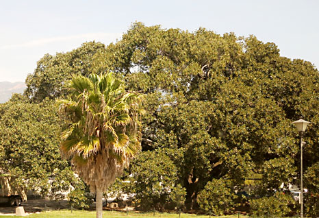 Moreton Bay fig tree Santa Barbara Amtrak Station