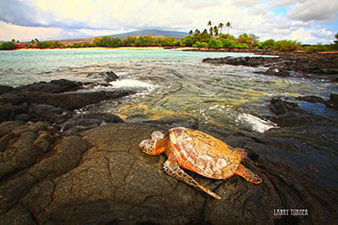 Hawaiian turtle