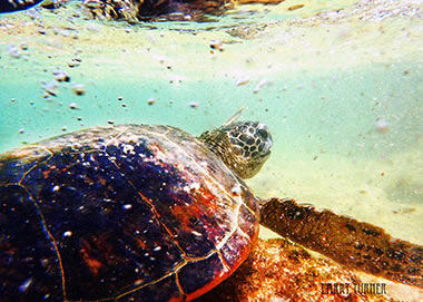 Hawaiian underwater view