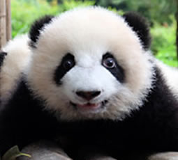 Chinese panda