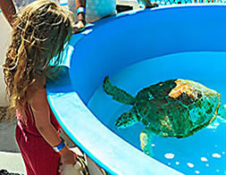 Florida Keys turtle hospital