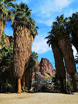 Palm Springs palm trees