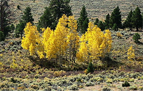 Yellow aspen