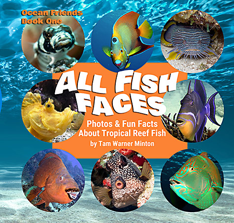 All Fish Faces book cover