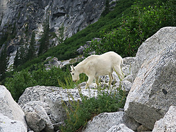 Enchantments resident mountain goat