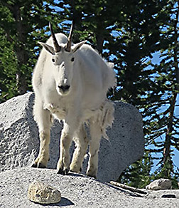 Goat in the Enchantments