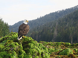 Bald eagle at Haida Gwaii