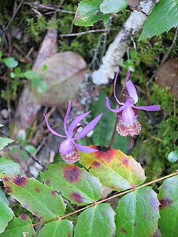 North Umpqua Trail wildflowers