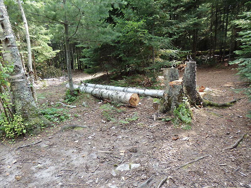 Trees cut for firewood