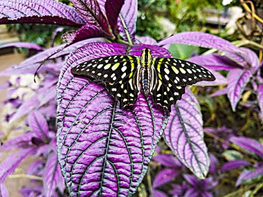 Victoria Butterfly Gardens
