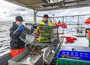 Empting prawns from trap aboard the Nordic Rand